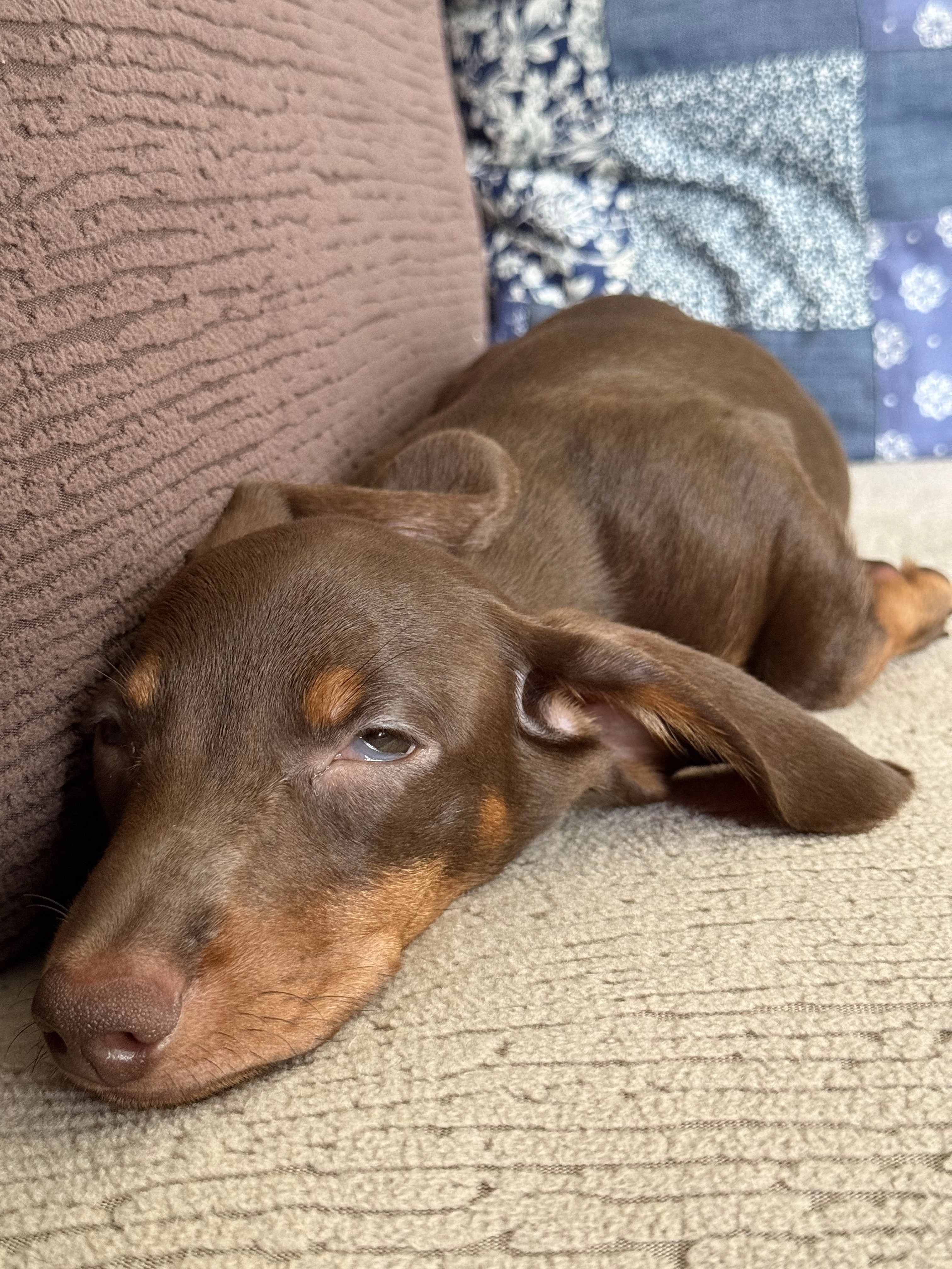 Sausage dog